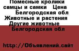 Помесные кролики, самцы и самки › Цена ­ 400 - Белгородская обл. Животные и растения » Другие животные   . Белгородская обл.